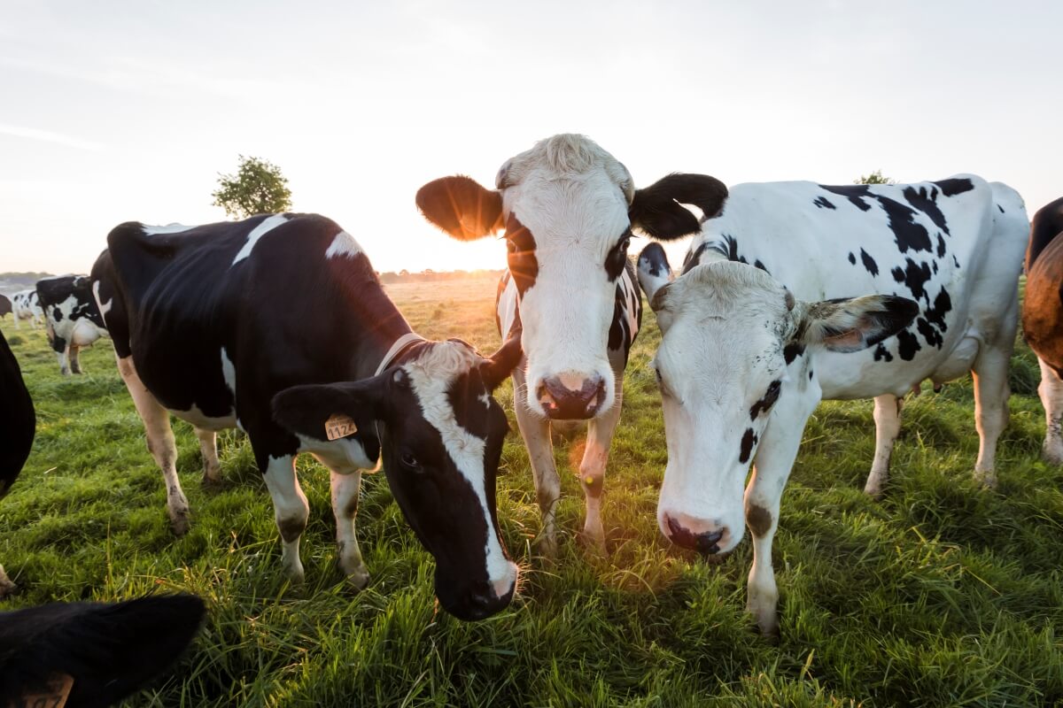 Vaches dans un pré GAEC Lacire