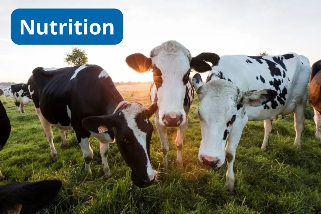 Protéines sériques ou standards - Catégorie nutrition
